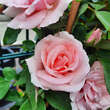 Rose 'Kathleen Harrop': Bild 5/6