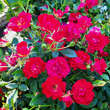 Rose 'Red Compact Meidiland': Bild 7/11