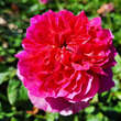 Rose 'Gabriel Oak': Bild 4/7