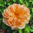 Rose 'Bathsheba': Bild 4/11