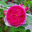 Rose 'Modern Art': Bild 6/7