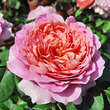 Rose 'Eisvogel': Bild 2/11