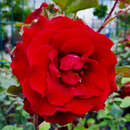 Rose 'Graf Lennart' ('Marcel Pagnol') - Moderne Edelrose