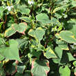 Houttuynia cordata 'Chameleon': Bild 3/4