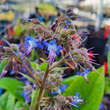 Trachystemon orientalis: Bild 3/9