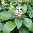 Pachysandra terminalis: Bild 2/10