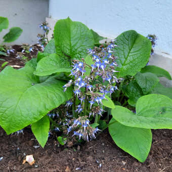 Trachystemon orientalis