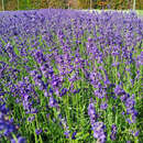 Lavandula angustifolia 'Hidcote' - Lavendel