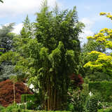 Phyllostachys aureosulcata 'Spectabilis' - Gelbholziger Bambus