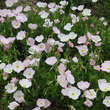 Oenothera speciosa 'Alba': Bild 1/3