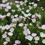 Oenothera speciosa 'Alba' - Nachtkerze