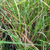 Miscanthus sinensis 'Strictus Dwarf' - Chinaschilf