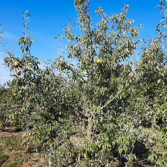 Pyrus elaeagnifolia 'Silver Sails'