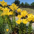 Lilium 'Yellow County': Bild 2/3