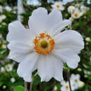 Anemone 'Honorine Jobert' - Herbstanemone