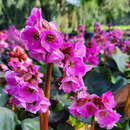 Bergenia 'Spring Fling' - Riesensteinbrech