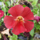 Mimulus cupreus 'Roter Kaiser' - Gauklerblume