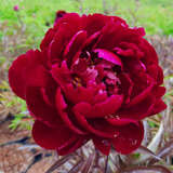 Paeonia lactiflora 'Peter Brand' - Pfingstrose