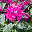 Monarda 'Melua Violett': Bild 2/4