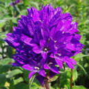 Campanula glomerata 'Speciosa' - Knäuel-Glockenblume
