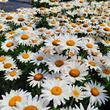 Leucanthemum superbum 'Silberprinzesschen' - Sommermargerite