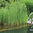 Typha angustifolia: Bild 5/5