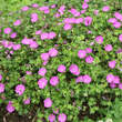 Geranium sanguineum: Bild 2/8