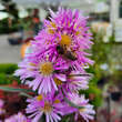 Aster ericoides 'Pink Star': Bild 9/9