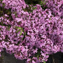 Saponaria haussknechtii (Syn. S. sicula var. intermedia) - Griechisches Seifenkraut