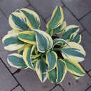 Hosta 'Autumn Frost' - Funkie, Herzlilie