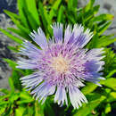 Stokesia laevis - Kornblumenaster