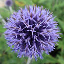 Echinops ritro - Kugeldistel