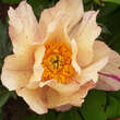 Paeonia Itoh-Hybr. 'Lollipop': Bild 2/4