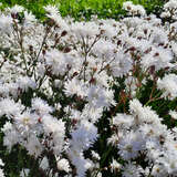 Lychnis flos-cuculi 'Petit Henry' - Kuckucks-Lichtnelke