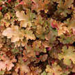 Heuchera 'Marmalade': Bild 2/2