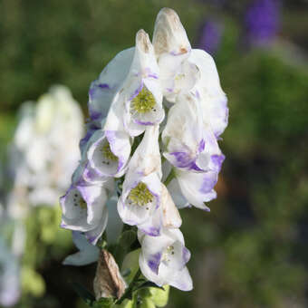 Aconitum carmichaelii 'Cloudy'