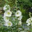 Alcea rosea 'Pleniflora weiß': Bild 3/3