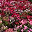 Dianthus barbatus 'Mischung': Bild 6/7