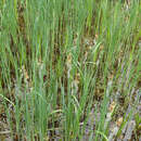 Carex acutiformis - Sumpfsegge