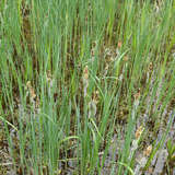 Carex acutiformis - Sumpfsegge