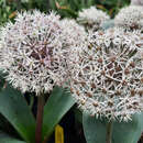 Allium karataviense - Blauzungenlauch