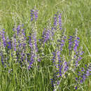 Salvia pratensis haematodes - Wiesensalbei