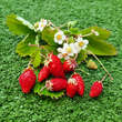 Fragaria vesca 'Königin Alexandra': Bild 1/4