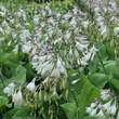 Hosta 'Fortunei Hyacinthina': Bild 1/5