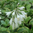 Hosta 'Yellow River': Bild 3/3