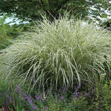 Miscanthus sinensis 'Variegatus' - Chinaschilf