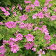 Geranium gracile 'Sirak': Bild 3/4