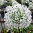 Allium 'Mount Everest': Bild 5/5