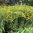 Solidago rugosa 'Fireworks': Bild 3/4