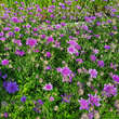 Scabiosa japonica 'Vivid Violet': Bild 6/6